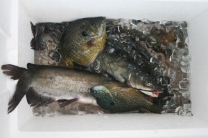 Catch of the day